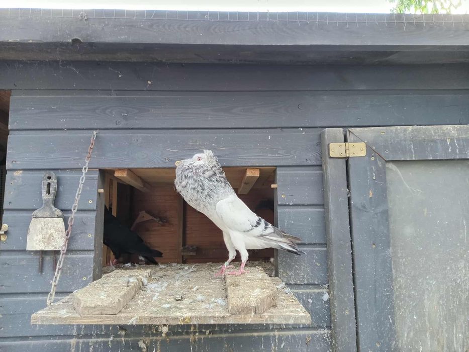 Gołębie garłacz Górnośląski