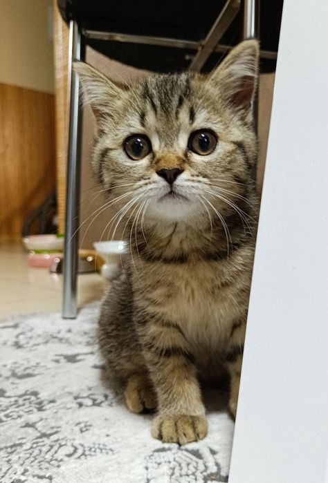 Шотландське кошеня, шотландські кошенята дівчинка 2 місяці. Таббі. Котята, котеня, кошеня. Шотландские котята