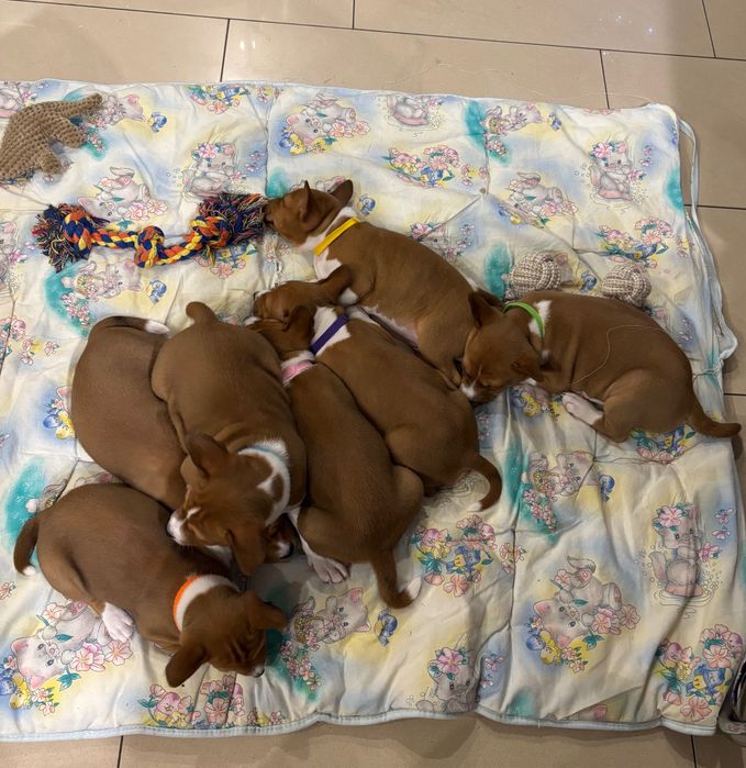 Szczenię Basenji FCI