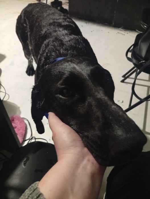 Курцхаар мисливець