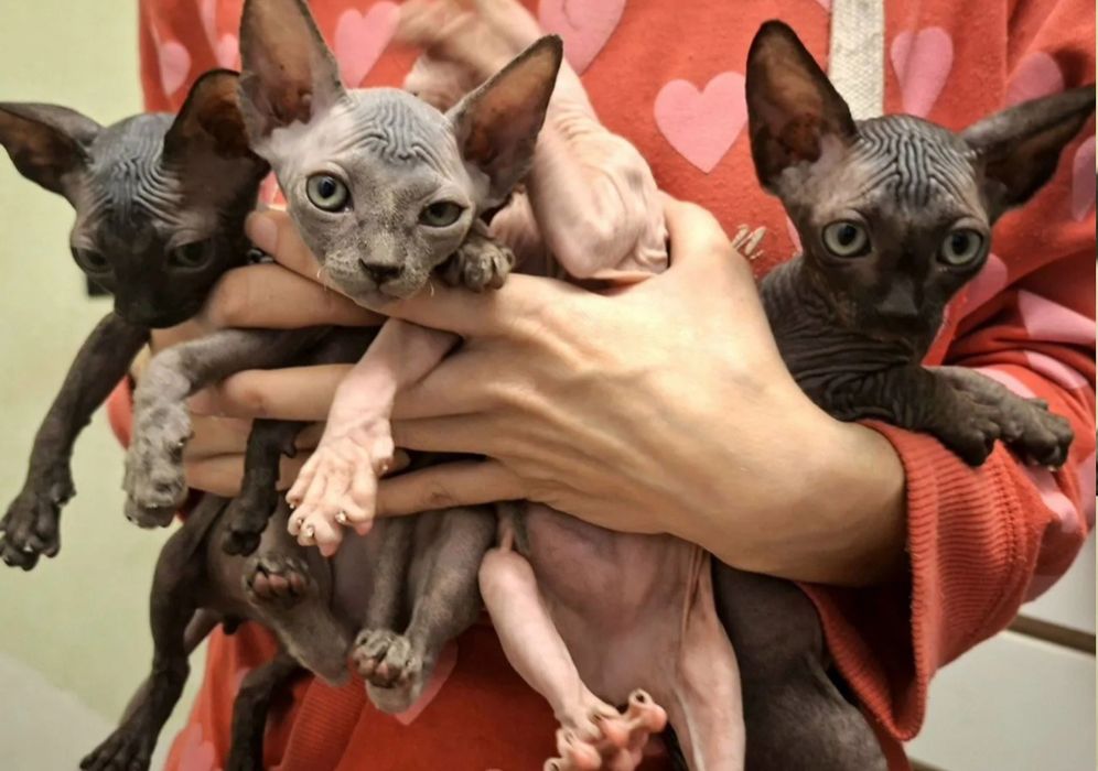 Канадские сфинксы