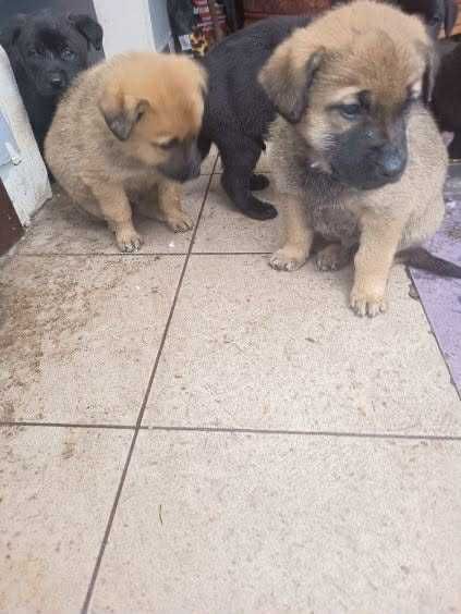 8-tygodniowe maluchy do adopcji – pieski i suczki