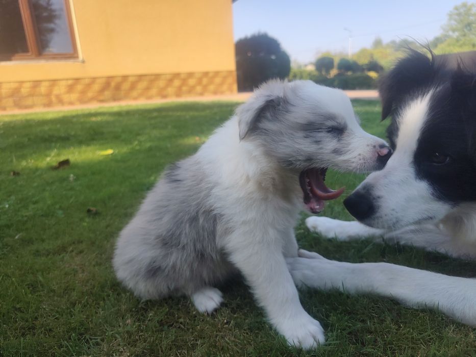 Border Collie Blue Merle Niebieskie oczy do rezerwacji