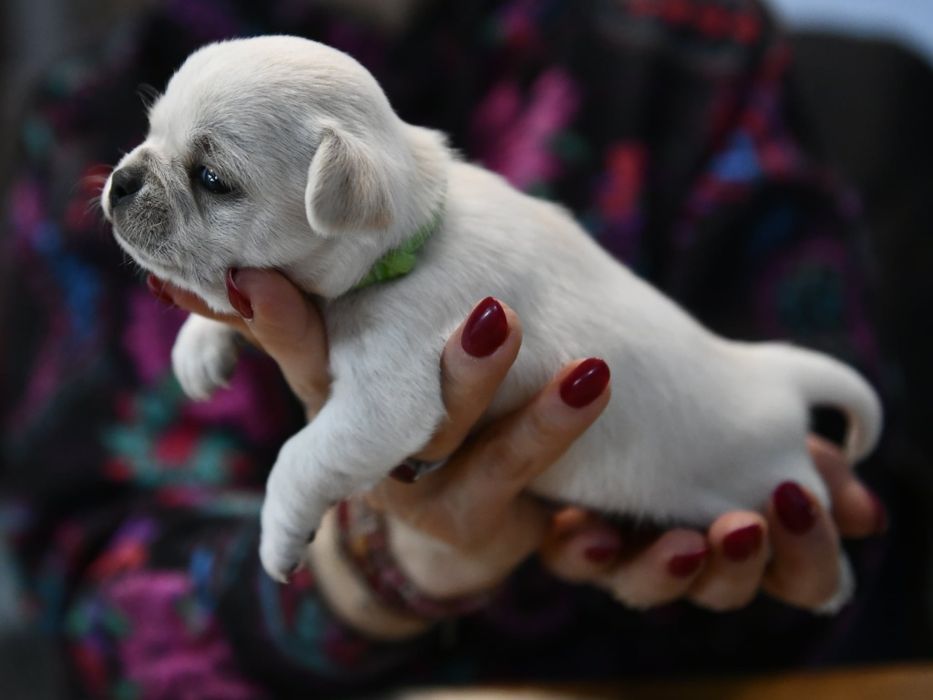 Krótkowłosy chłopczyk chihuahua ZKwP FCI Warszawa