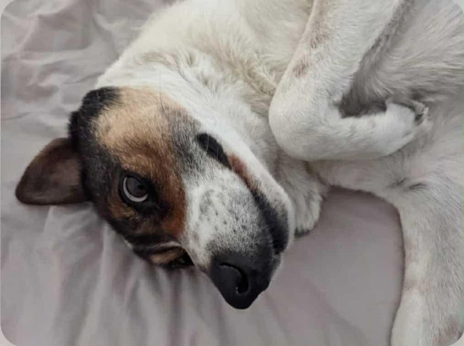 Caozinho para adopção responsável