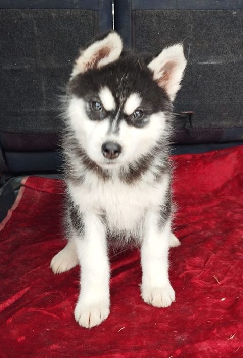 Husky Syberyjski suczka