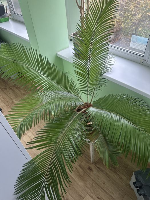 Сагова пальма цикас