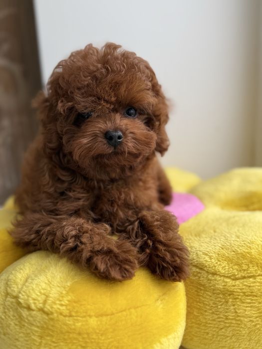 Той пудель тікап, Китай