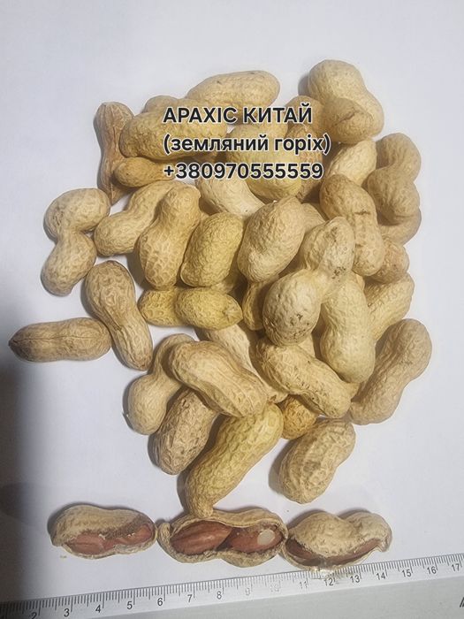 Прдаємо соняшник,ядро соняшнику,рябий соняшник