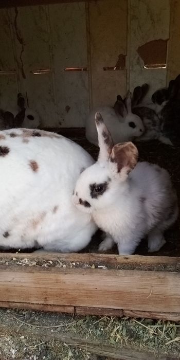 Продам кроликів породи Рекс є різних окрасів і віку