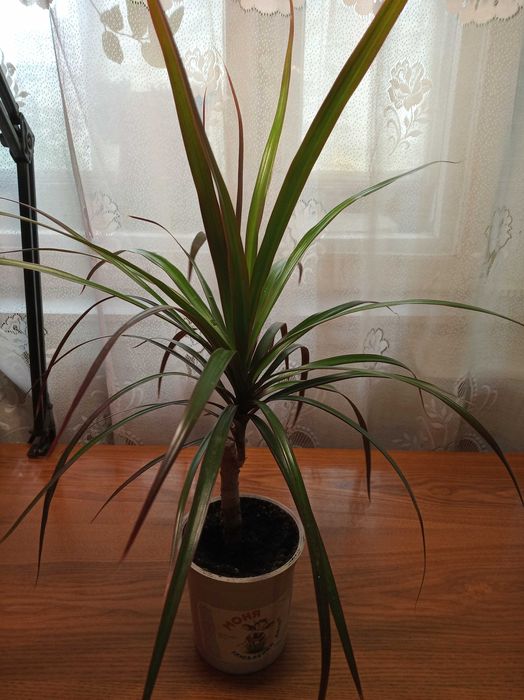 Драцена 95 см и 65 см