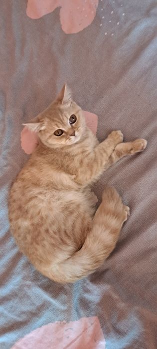 Продам кішку. Скотіш страйп/фолд