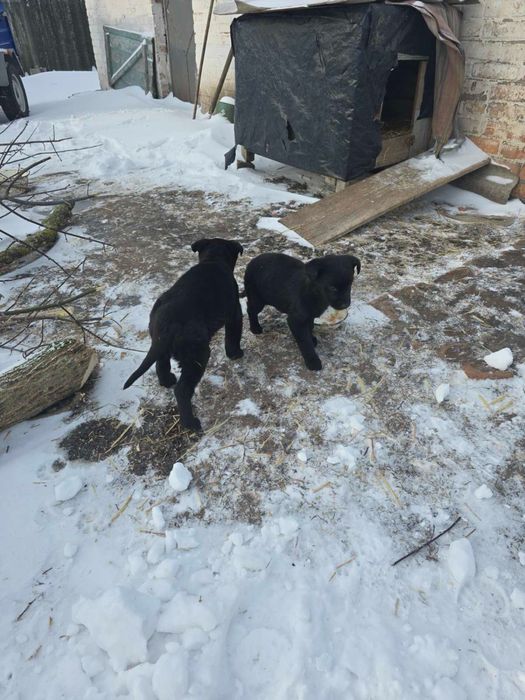 Цуценятки метіси овчарки