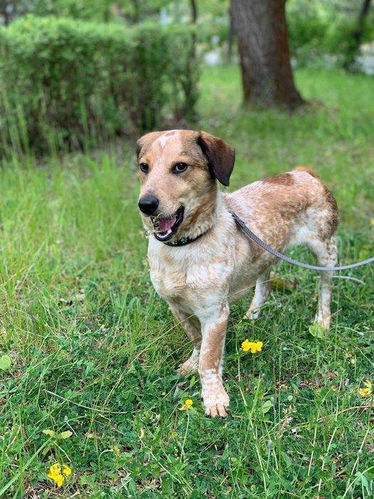 Tofik szuka nowego domu