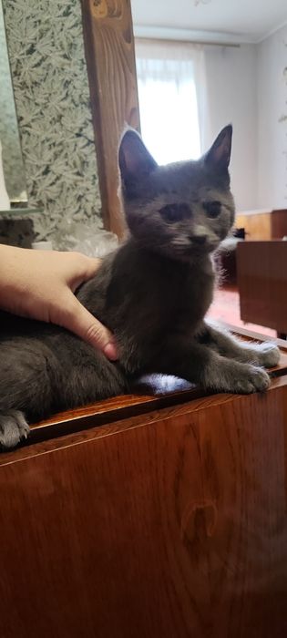 Віддам кошеня! БЕЗКОШТОВНО! по Смілі привезу.