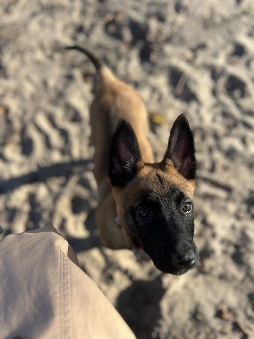 Цуценята бельгійської вівчарки