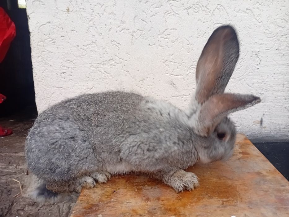 Кролі сірий великан