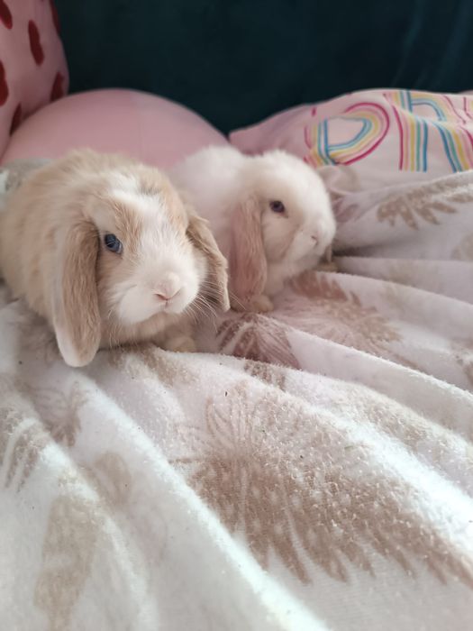 Niebieskooka dziewczynka Mini lop malutka