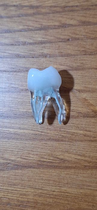Modelos dentários para prática ENDODONTIA