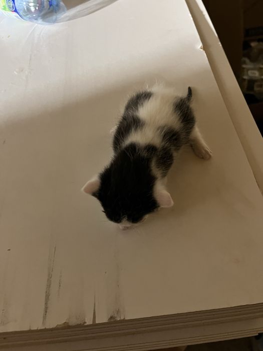 віддам котиків в добрі руки