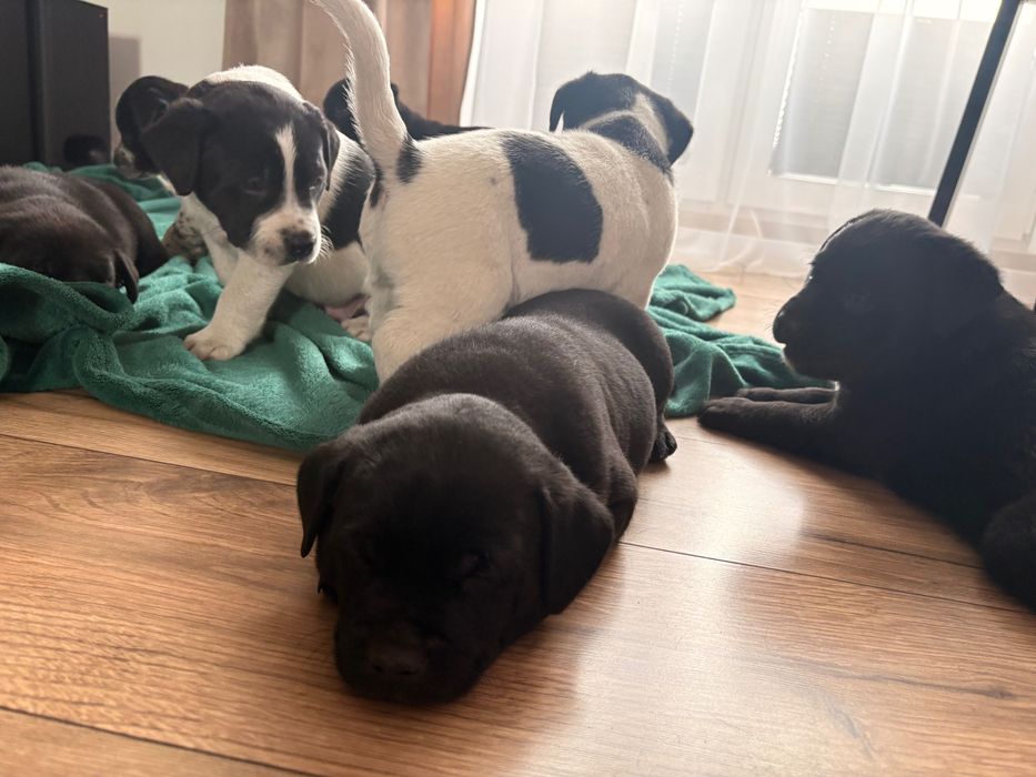 Rezerwacja wszystkich psiaków do weekendu- oddam cudowne szczeniaki