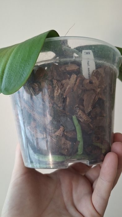 Орхідея SWR sanderiana x sib