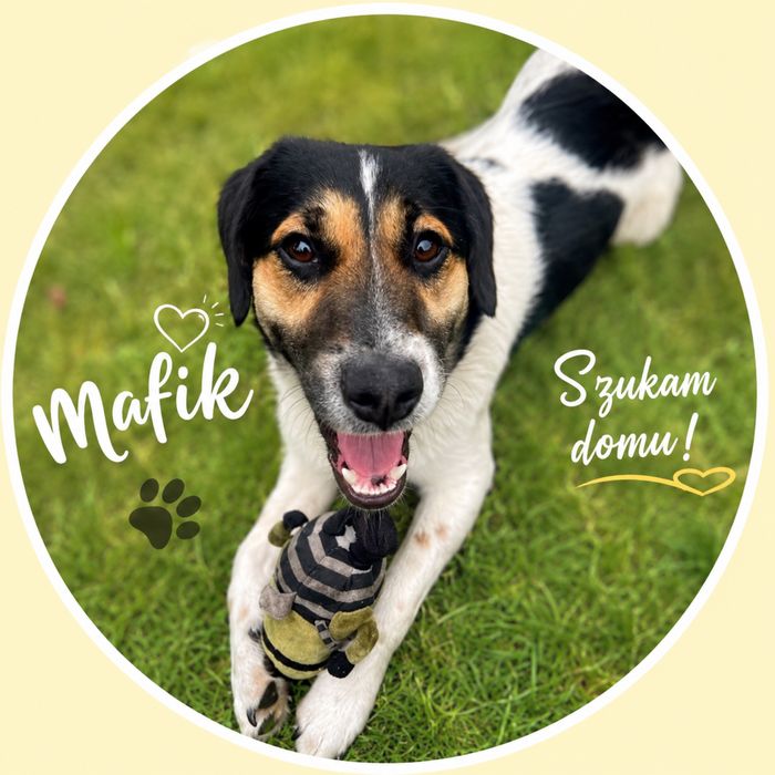 Mafik- mlodziutki i nieduzy.  Tata beagle a mama kundelek.  Bardzo pilnie szuka domu