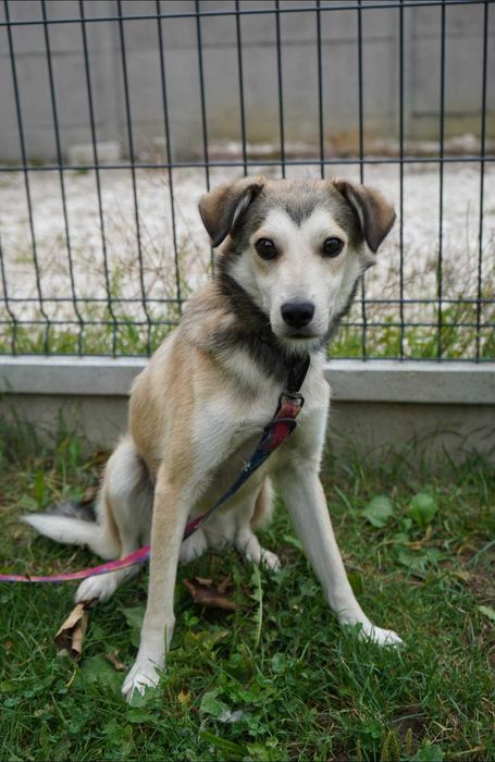 slodki maluch do adopcji