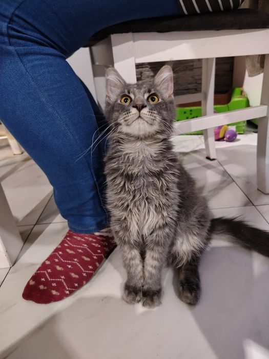 Maine Coon ostatnie dwa kocurki