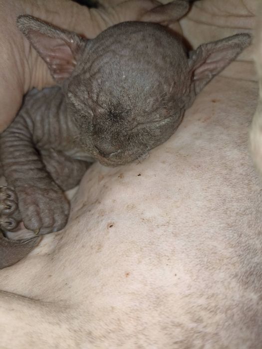 Котята Канадский сфинкс