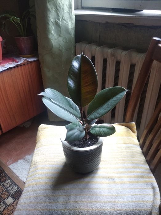 Продам 2 вазона фикус 300грн шт