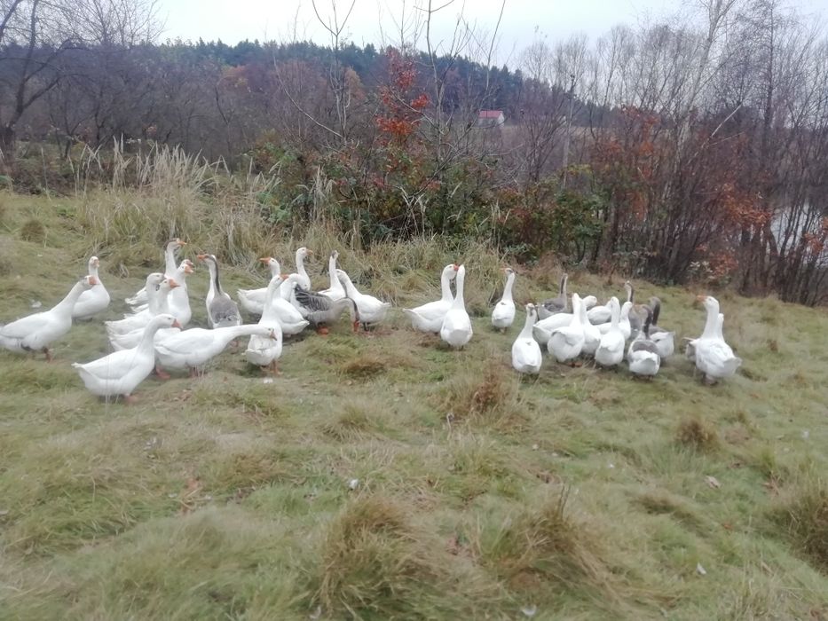 Продам гуси, на розведення