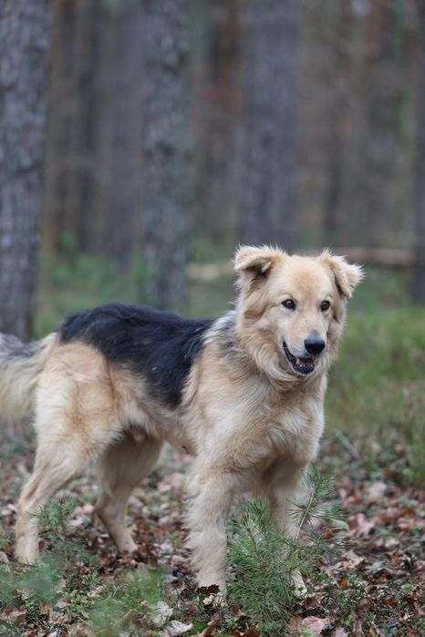 Piesek okolo 5 lat
