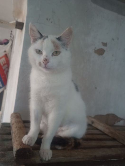 Трёхцветная стерилизованная Джес