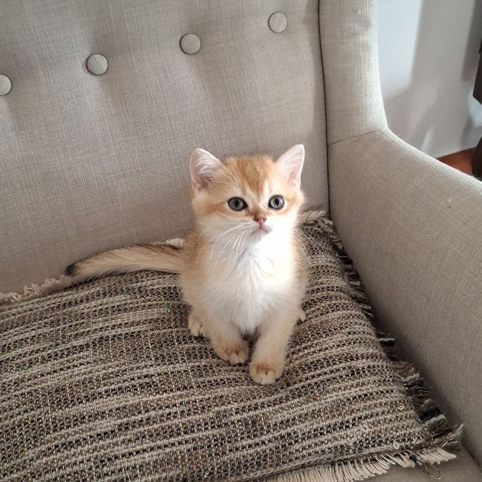 Gatinho British Shorthair golden