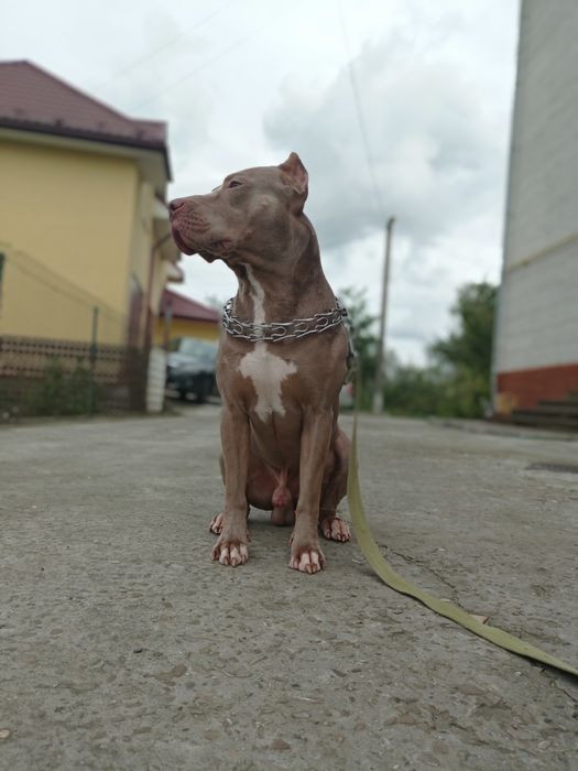 Американський Пітбультер'єр