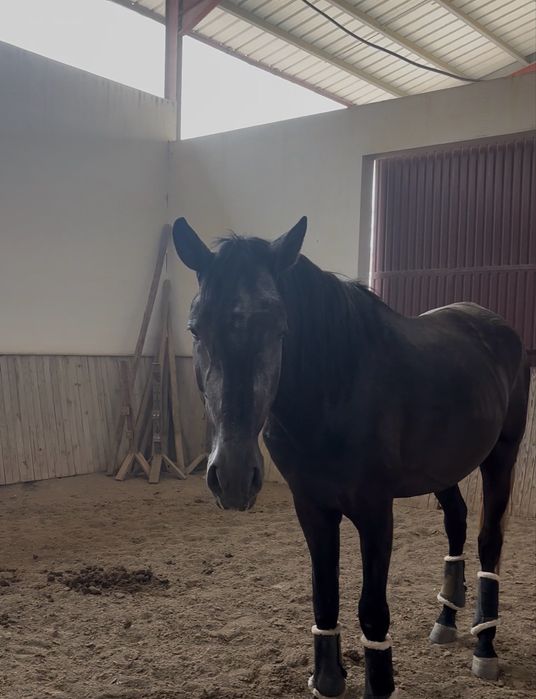 Poldro lusitano montado 4 anos