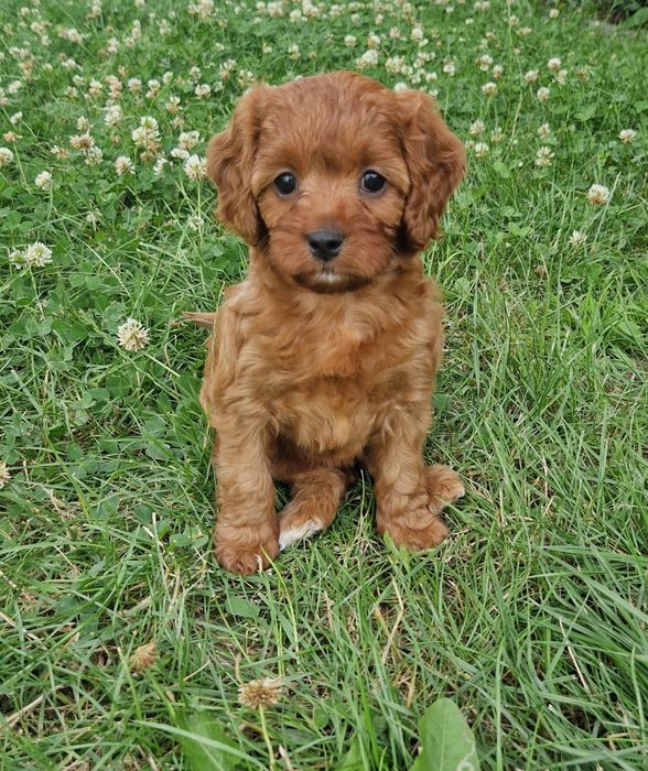 Sunia cavapoo f1