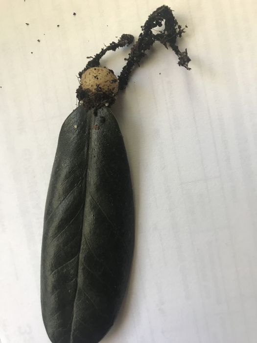 Заміокулькас листик Равен чорний  Zamiocúlcas Raven