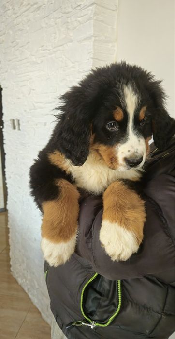 Berneński Pies Pasterski