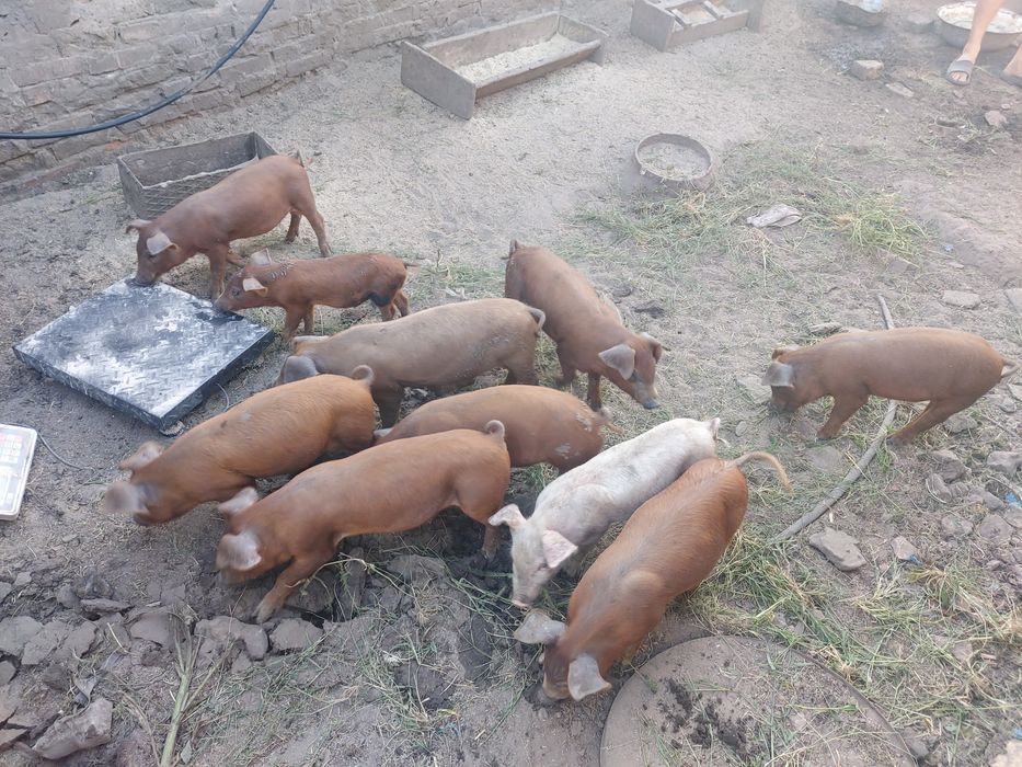 Поросята поросятка свині