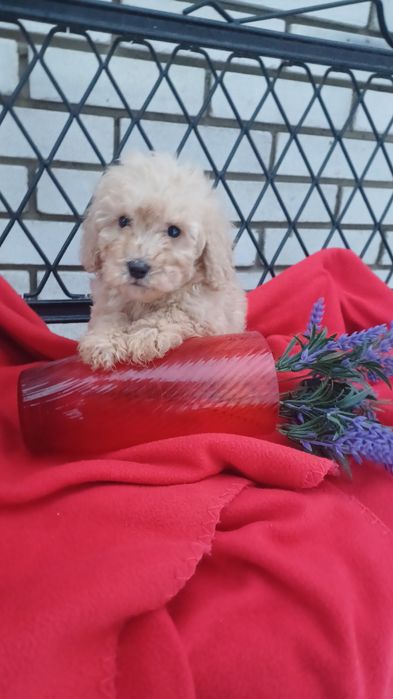 Хлопчик -той-Пудель