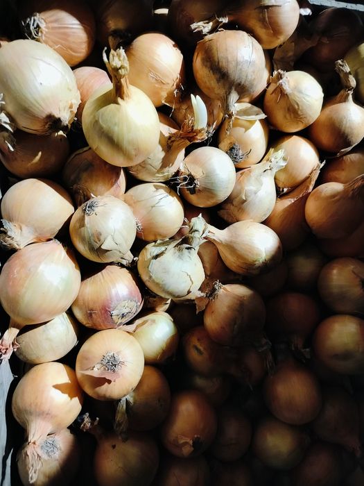 Sprzedam cebulę wysadke