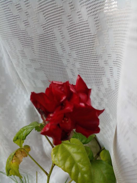 Продам недорого молоді гібіскуси