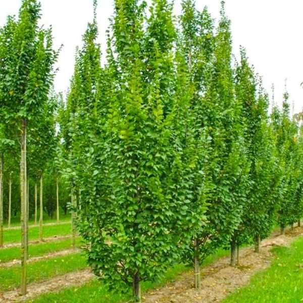 Grab Fastigiata 2,5-3m Sosnowiec w donicy Drzewa alejowe