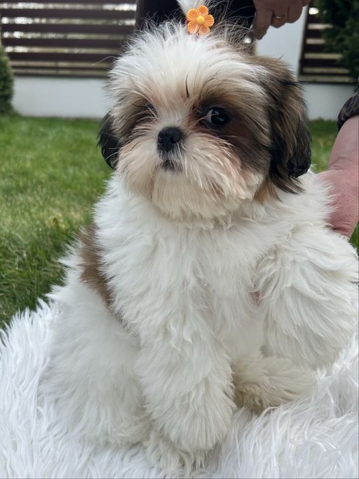 Shih tzu rasowe pieski tricolor  suczki DO ODBIORU