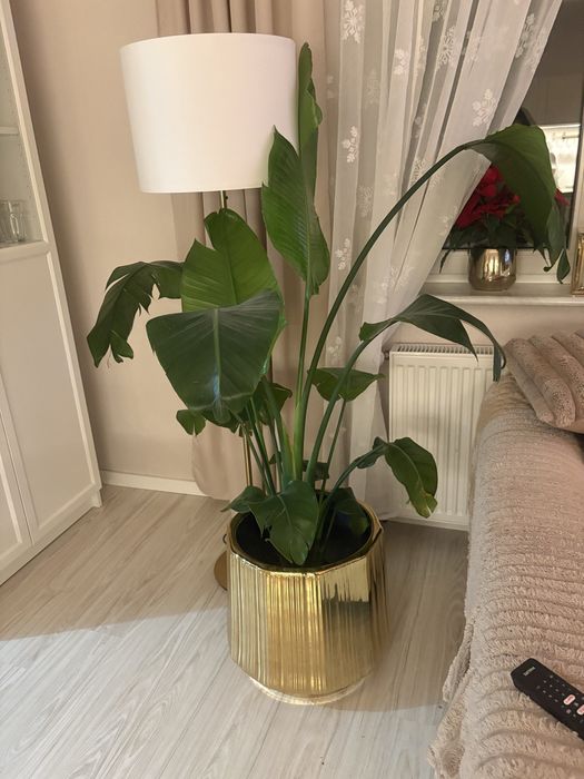 Kwiat Strelicja. Bez donicy !