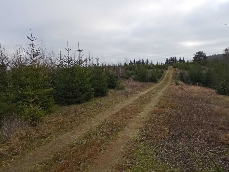 Choinki prosto z plantacji