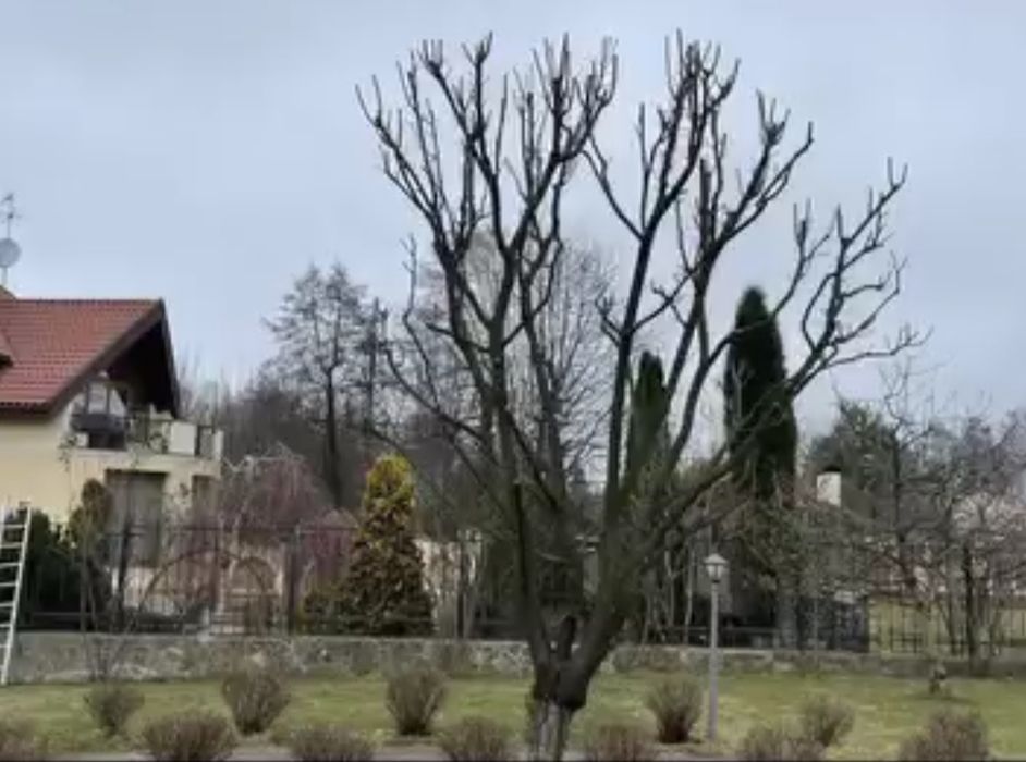 Обрізка плодових Львів/Догляд за садом/Формування плодови