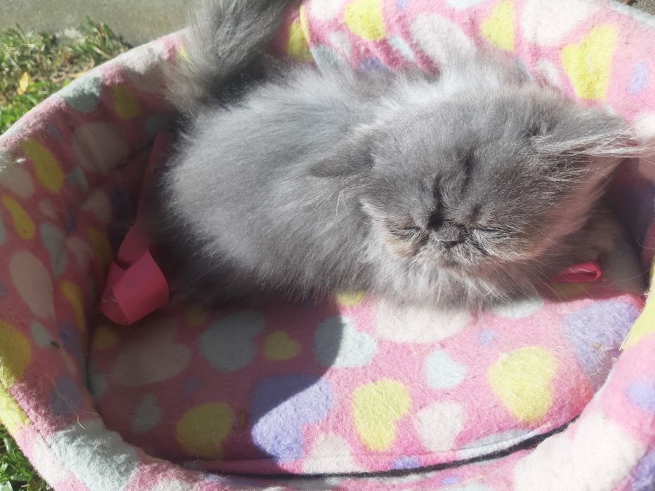 Gato persa azul(cinza)